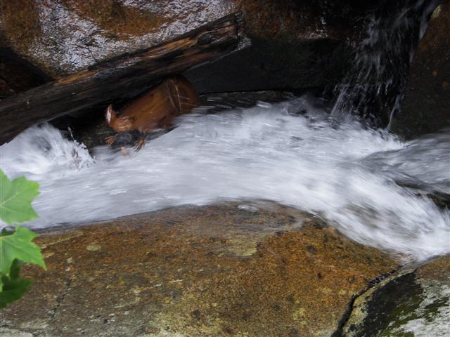 Lost River Gorge and its boardwalk #8 of 24 (#1124)