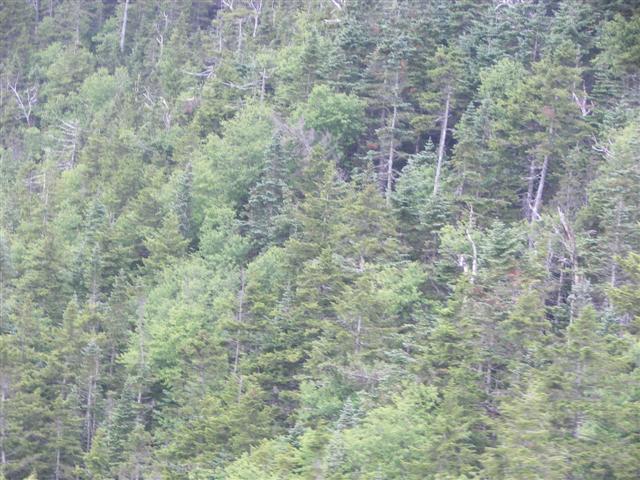 Cannon Mtn Aerial Tramway from the top and going down #12 of 12 (#1173)