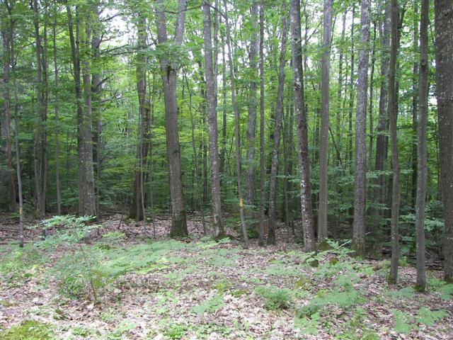 Fells Historic Garden Estate #2 of 31 (#1180)