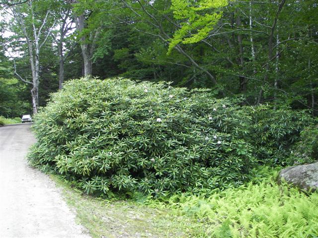 Fells Historic Garden Estate #3 of 31 (#1181)