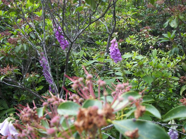 Fells Historic Garden Estate #5 of 31 (#1183)