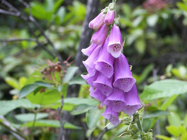 Fells Historic Garden Estate #6 of 31 (#1184)