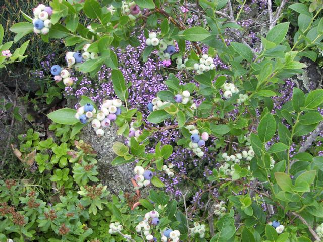 Fells Historic Garden Estate #8 of 31 (#1192)