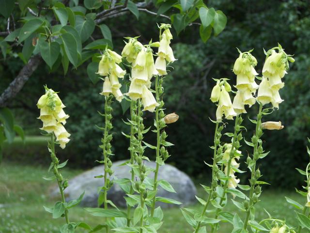 Fells Historic Garden Estate #11 of 31 (#1197)