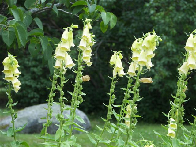 Fells Historic Garden Estate #12 of 31 (#1198)