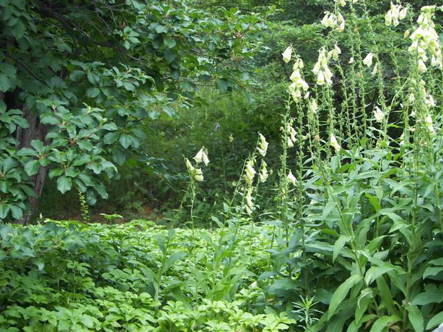 Fells Historic Garden Estate #13 of 31 (#1199)