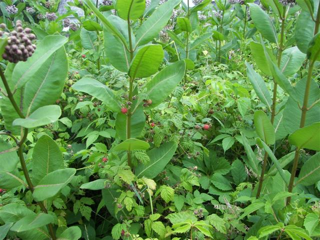 Fells Historic Garden Estate #20 of 31 (#1208)