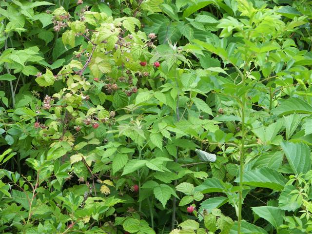 Fells Historic Garden Estate #21 of 31 (#1209)