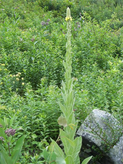 Fells Historic Garden Estate #22 of 31 (#1210)