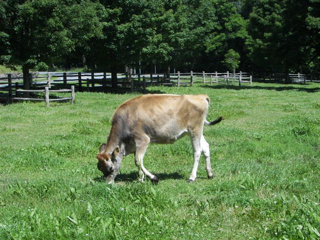 Cow on farm of Marsh-Billings-Rockerfeller Mansion #1 of 1 (#1267)