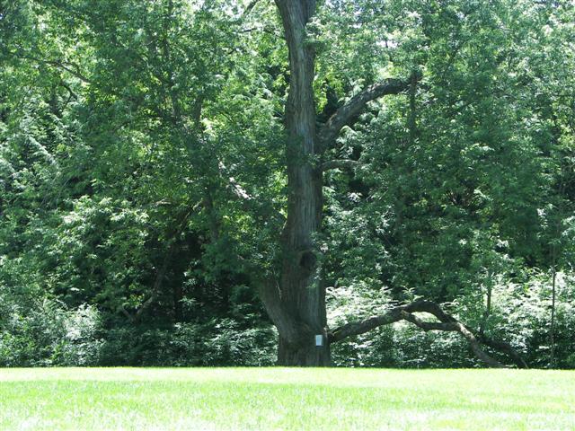 Marsh-Billings-Rockerfeller Mansion Gardens #3 of 31 (#1282)