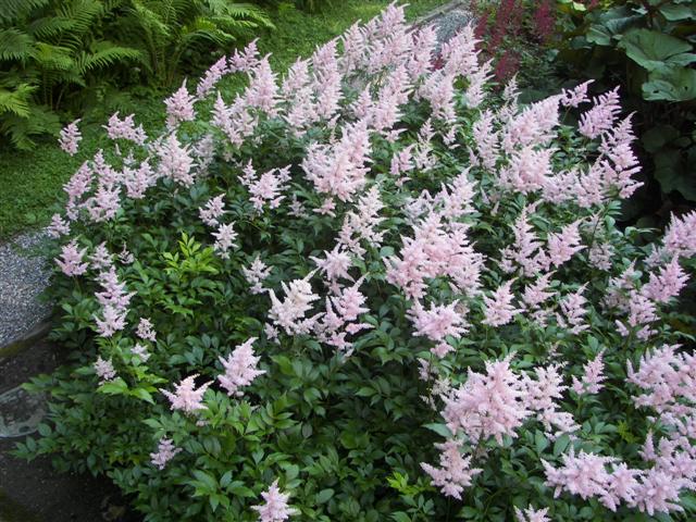 Marsh-Billings-Rockerfeller Mansion Gardens #6 of 31 (#1285)