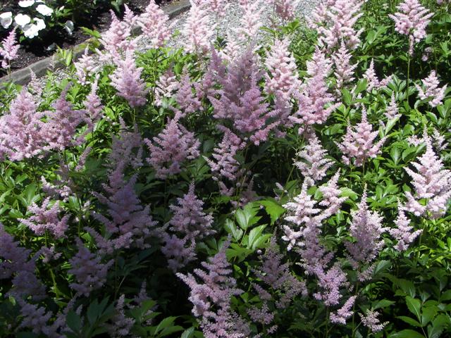 Marsh-Billings-Rockerfeller Mansion Gardens #7 of 31 (#1286)