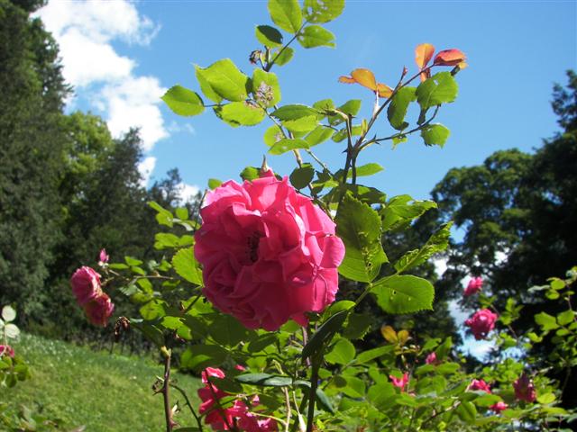 Marsh-Billings-Rockerfeller Mansion Gardens #14 of 31 (#1293)