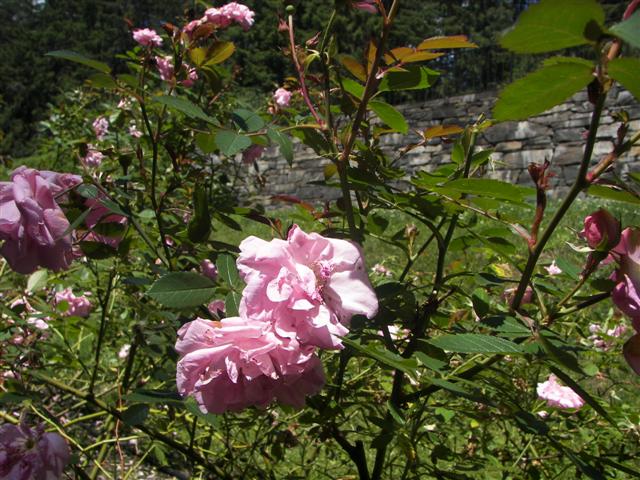 Marsh-Billings-Rockerfeller Mansion Gardens #16 of 31 (#1295)