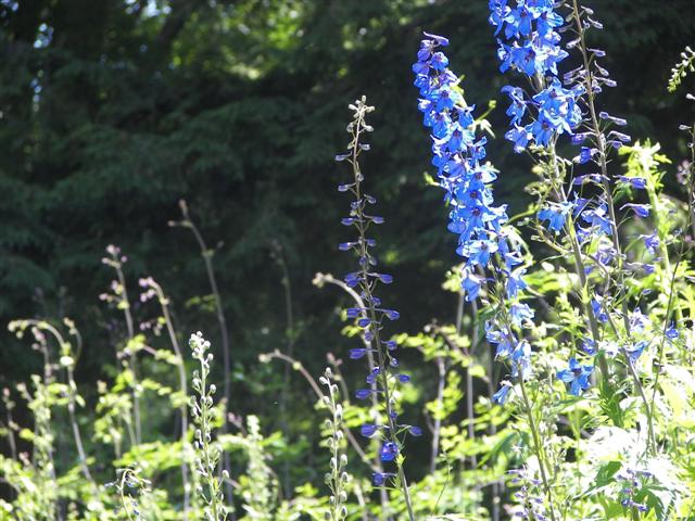 Marsh-Billings-Rockerfeller Mansion Gardens #22 of 31 (#1301)