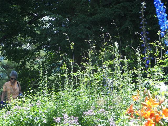 Marsh-Billings-Rockerfeller Mansion Gardens #24 of 31 (#1303)