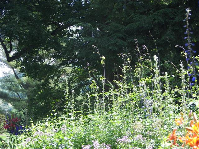 Marsh-Billings-Rockerfeller Mansion Gardens #25 of 31 (#1304)