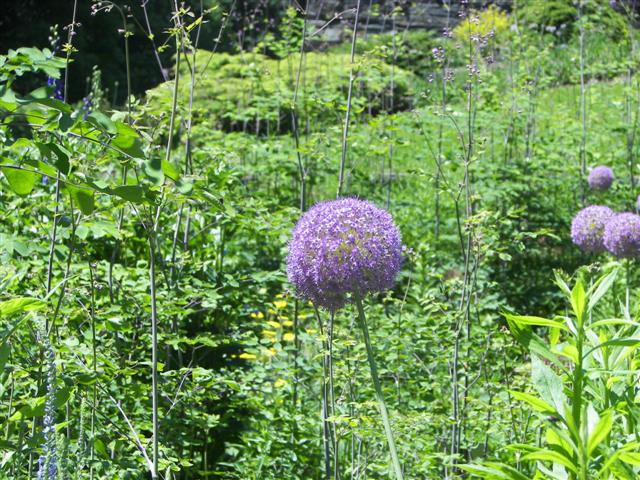 Marsh-Billings-Rockerfeller Mansion Gardens #29 of 31 (#1308)