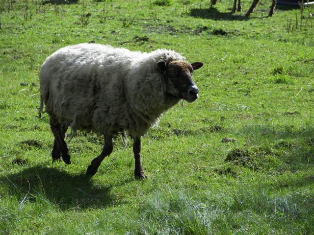 Sheep on Coolidge Farm (they came over thinking I brought food) #1 of 6 (#1366)