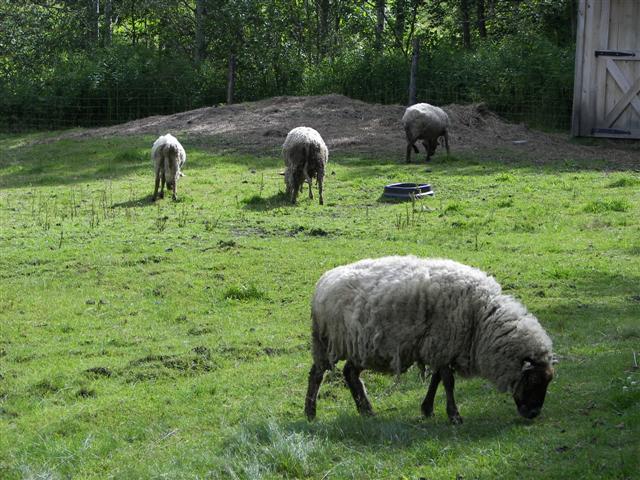 Sheep on Coolidge Farm (they came over thinking I brought food) #2 of 6 (#1367)