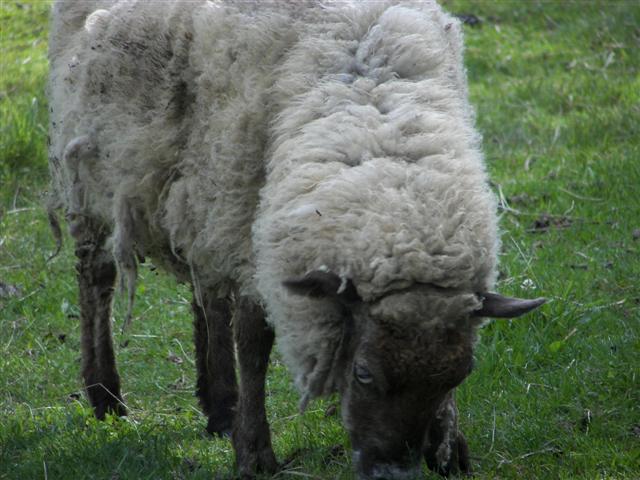 Sheep on Coolidge Farm (they came over thinking I brought food) #3 of 6 (#1368)