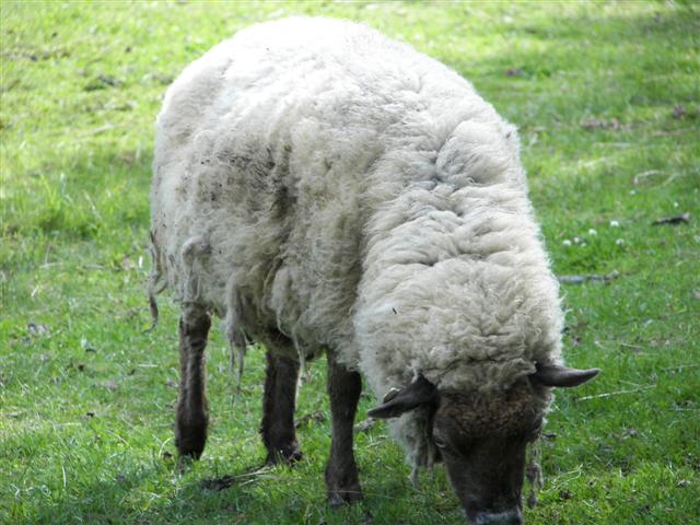 Sheep on Coolidge Farm (they came over thinking I brought food) #4 of 6 (#1369)