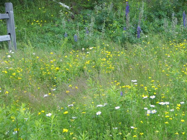 Scenery along the paths at Great Glen Trails near Gorham NH #3 of 27 (#1400)