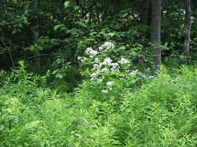 Scenery along the paths at Great Glen Trails near Gorham NH #5 of 27 (#1402)