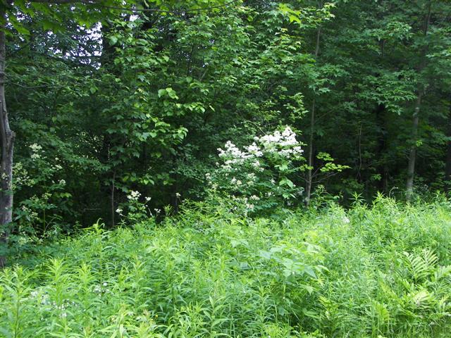 Scenery along the paths at Great Glen Trails near Gorham NH #6 of 27 (#1403)