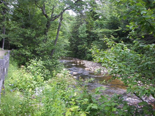 Scenery along the paths at Great Glen Trails near Gorham NH #8 of 27 (#1405)
