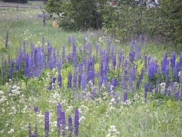 Scenery along the paths at Great Glen Trails near Gorham NH #13 of 27 (#1413)