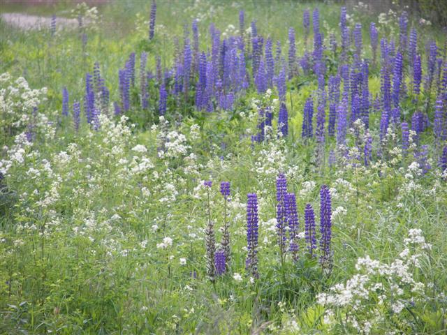 Scenery along the paths at Great Glen Trails near Gorham NH #14 of 27 (#1414)