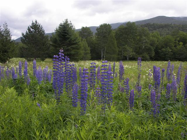Scenery along the paths at Great Glen Trails near Gorham NH #15 of 27 (#1415)