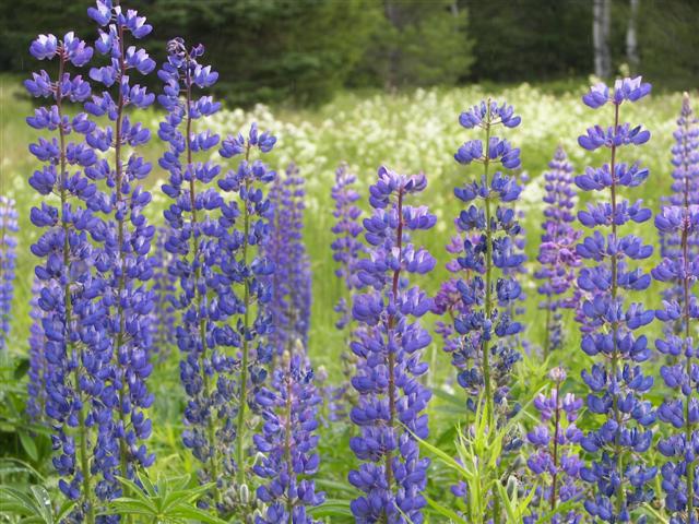 Scenery along the paths at Great Glen Trails near Gorham NH #16 of 27 (#1416)