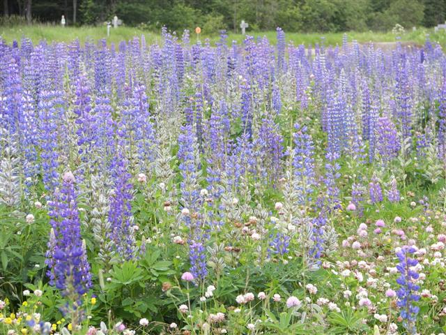 Scenery along the paths at Great Glen Trails near Gorham NH #17 of 27 (#1417)