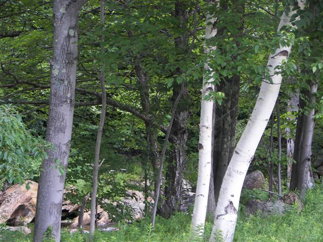 Scenery along the paths at Great Glen Trails near Gorham NH #18 of 27 (#1418)