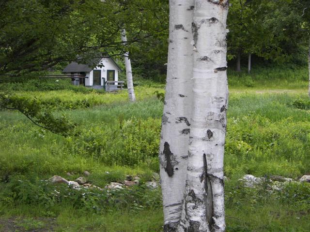 Scenery along the paths at Great Glen Trails near Gorham NH #19 of 27 (#1419)