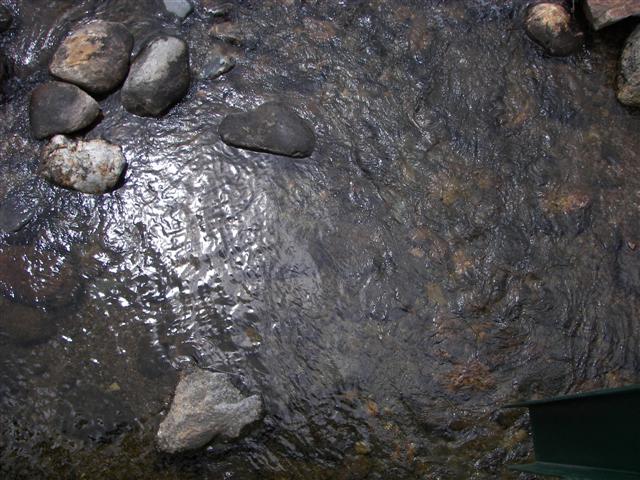 Scenery along the paths at Great Glen Trails near Gorham NH #24 of 27 (#1425)