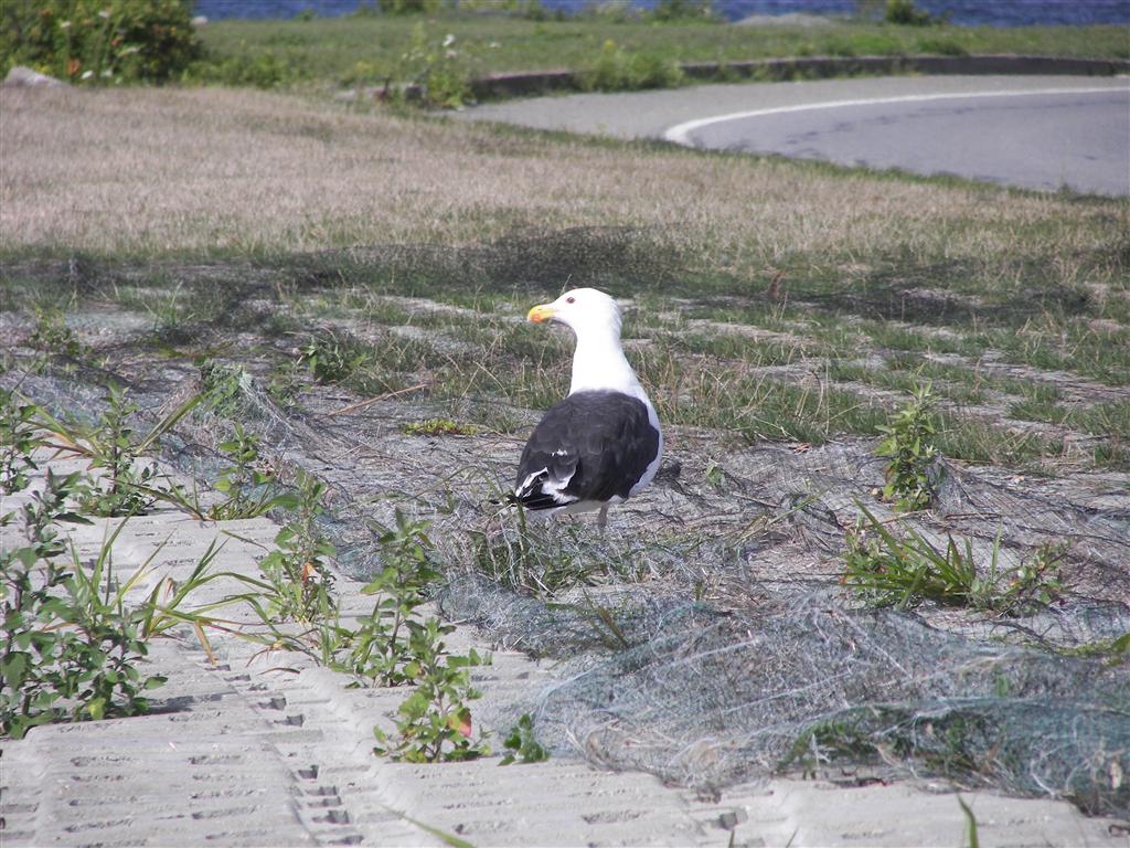Seagull along Ocean View Drive #1 of 3 (#2018)