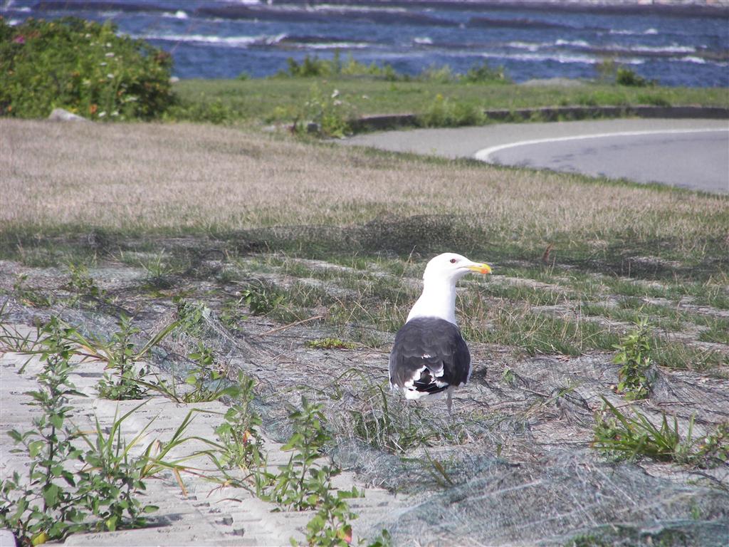 Seagull along Ocean View Drive #2 of 3 (#2019)
