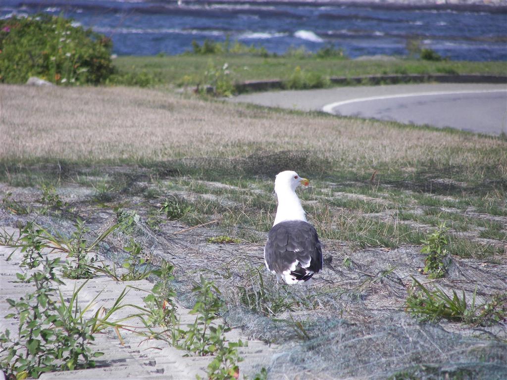 Seagull along Ocean View Drive #3 of 3 (#2020)