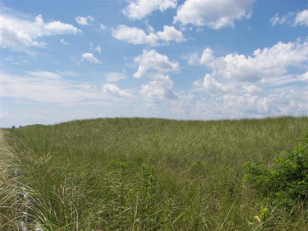 Grasses at Silver Sand State Park (#2066)