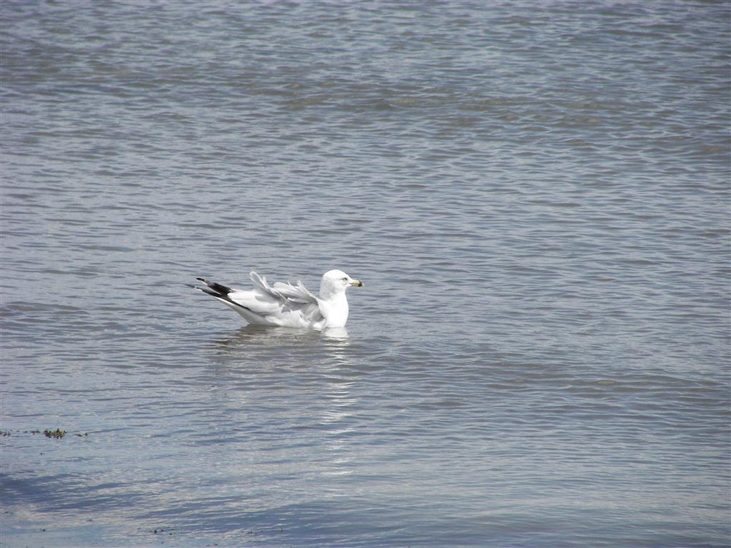 Bird at Silver Sand State Park #2 of 2 (#2073)