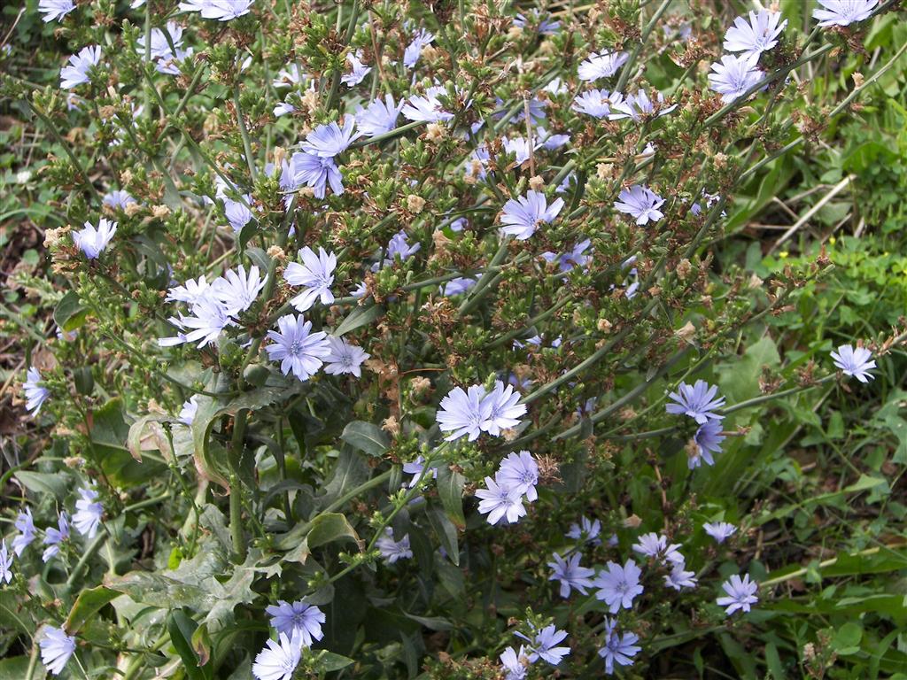 Ft. McHenry flowers near the waterfront (#2145)