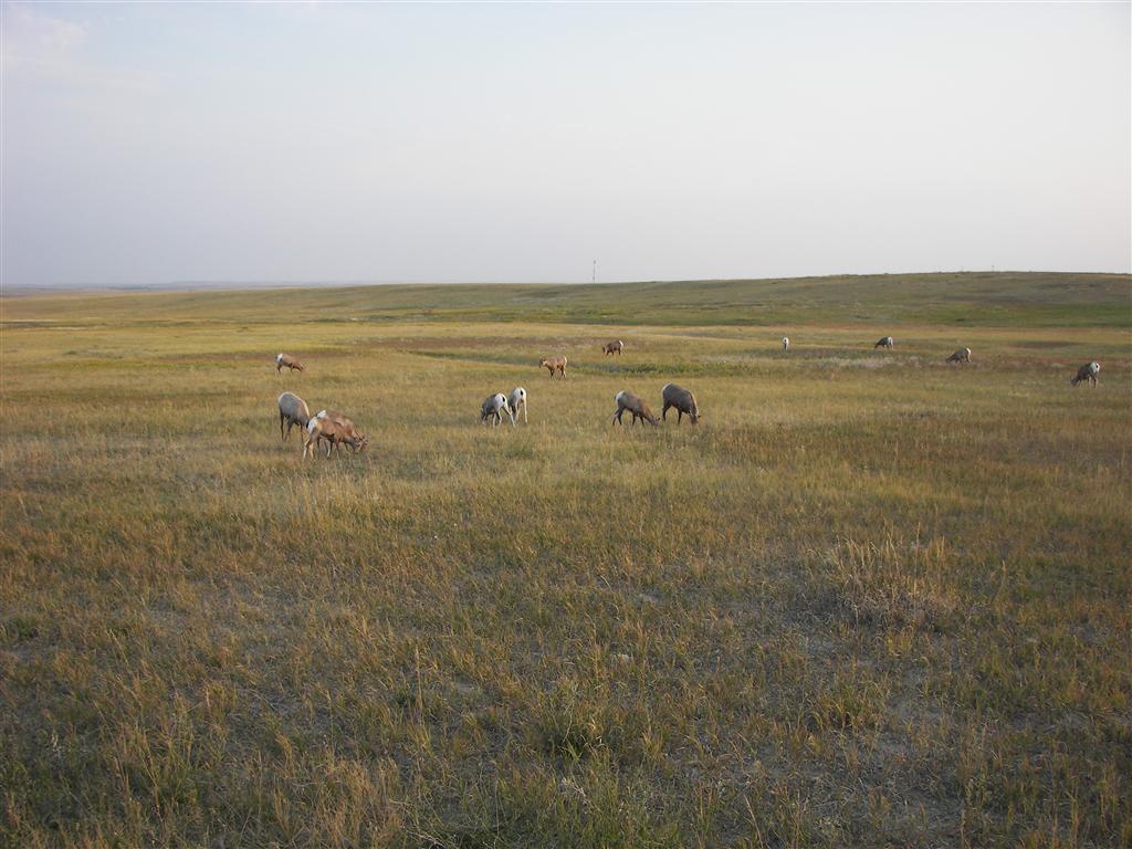 Oblivious grazers in the western Badlands 1 of 4 (#2264)