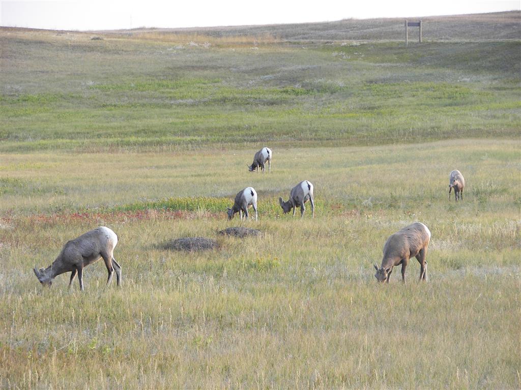 Oblivious grazers in the western Badlands 2 of 4 (#2265)