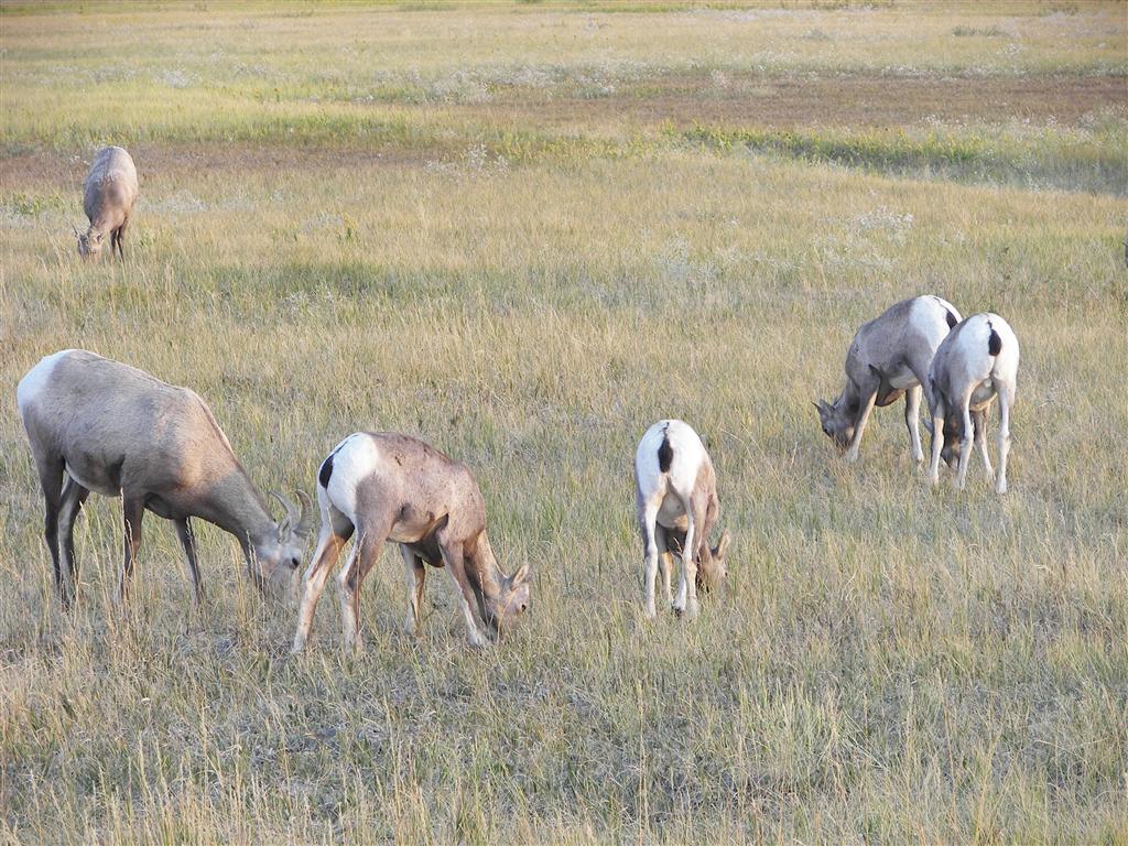 Oblivious grazers in the western Badlands 3 of 4 (#2266)