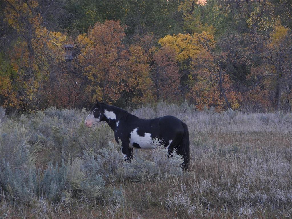 Wildlife in T. Roosevelt National Park South Unit 1 of 14 (#2525)