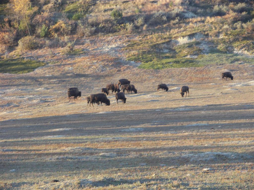 Wildlife in T. Roosevelt National Park South Unit 2 of 14 (#2527)